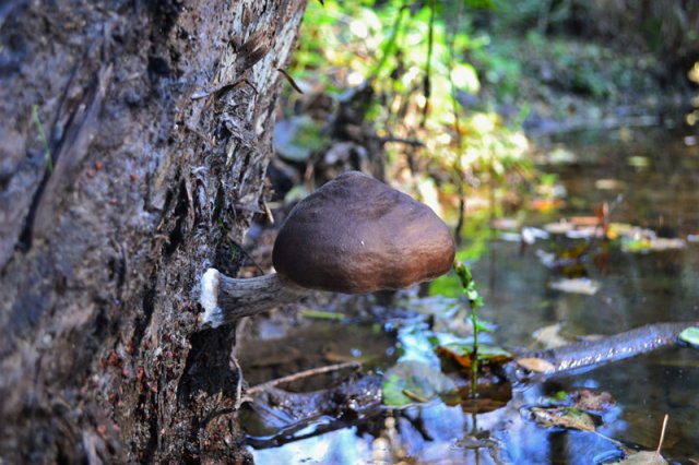 Pluteus cervinus